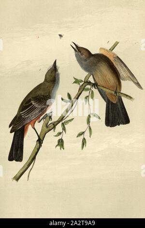 Sagen Sie "Fliegenfänger, Zimt Belly-Phoebe Tyrann (Sayornis Saya, Muscicapa saya), unterzeichnet: J.J. Audubon, J.T. Bowen, Lithographie, PL. 59 (vol. 1), Audubon, John James (gezeichnet); Bowen, J.T. (Lith.), 1856, John James Audubon: Die Vögel von Amerika: von Zeichnungen in den Vereinigten Staaten und in ihrem Hoheitsgebiet hergestellt. New York: Audubon, 1856 Stockfoto