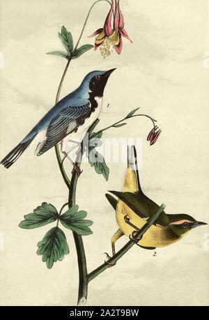 Black-throated Blau Wood-Warbler - Kanadische Akelei, blau-backed Warbler (Dendroica caerulescens, Sylvicola canadensis), Kanadische Akelei (Aquilegia canadensis), unterzeichnet: J.J. Audubon, J.T. Bowen, Lithographie, PL. 95 (vol. 2), Audubon, John James (gezeichnet); Bowen, J.T. (Lith.), 1856, John James Audubon: Die Vögel von Amerika: von Zeichnungen in den Vereinigten Staaten und in ihrem Hoheitsgebiet hergestellt. New York: Audubon, 1856 Stockfoto