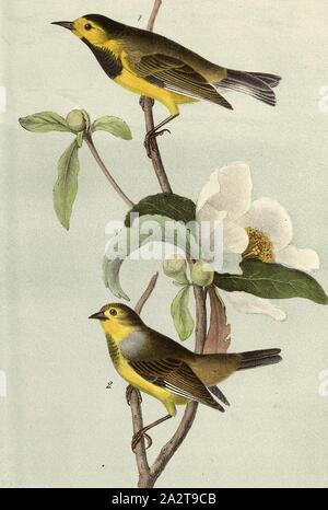 Die Bachman Swamp Warbler - Gordonia pubescens, Gelb-fronted Warbler (Vermivora bachmanii, Helinaia bachmanii), Franklinie (Franklinia alatamaha), unterzeichnet: J.J. Audubon, J.T. Bowen, Lithographie, PL. 108 (Vol. 2), Audubon, John James (gezeichnet); Bowen, J.T. (Lith.), 1856, John James Audubon: Die Vögel von Amerika: von Zeichnungen in den Vereinigten Staaten und in ihrem Hoheitsgebiet hergestellt. New York: Audubon, 1856 Stockfoto