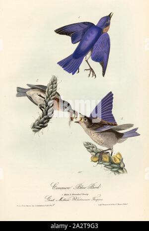 Gemeinsame Blue Bird - Große Königskerze, Molène Thapsus, Bluebird (Sialia Wilsonii), Kleinblütige Königskerze, unterzeichnet: J.J. Audubon, J.T. Bowen, Lithographie, PL. 134 (Vol. 2), Audubon, John James (gezeichnet); Bowen, J.T. (Lith.), 1856, John James Audubon: Die Vögel von Amerika: von Zeichnungen in den Vereinigten Staaten und in ihrem Hoheitsgebiet hergestellt. New York: Audubon, 1856 Stockfoto