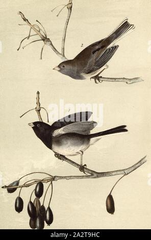 Gemeinsame Snow-Bird, Junko (Junco hyemalis, Nephaea Hyemalis), unterzeichnet: J.J. Audubon, J.T. Bowen, Lithographie, PL. 167 (Vol. 3), Audubon, John James (gezeichnet); Bowen, J.T. (Lith.), 1856, John James Audubon: Die Vögel von Amerika: von Zeichnungen in den Vereinigten Staaten und in ihrem Hoheitsgebiet hergestellt. New York: Audubon, 1856 Stockfoto