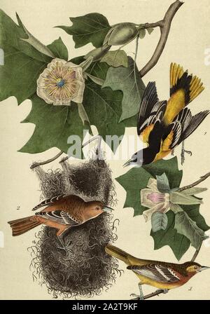 Baltimore-Oriole oder Hang-Nest - Tulpenbaum, galbula Baltimoretrupial (Gelbsucht, Ikterus Baltimore), Tulpenbaum (Liriodendron), unterzeichnet: J.J. Audubon, J.T. Bowen, Lithographie, PL. 217 (Vol. 4), Audubon, John James (gezeichnet); Bowen, J.T. (Lith.), 1856, John James Audubon: Die Vögel von Amerika: von Zeichnungen in den Vereinigten Staaten und in ihrem Hoheitsgebiet hergestellt. New York: Audubon, 1856 Stockfoto