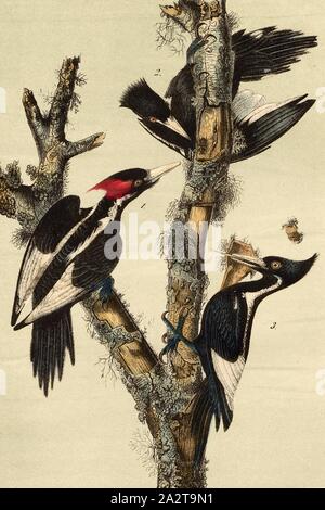 Ivory-billed woodpecker, Elfenbein Specht (Campephilus principalis, picus Principalis), unterzeichnet: J.J. Audubon, J.T. Bowen, Lithographie, PL. 256 (Vol. 4), Audubon, John James (gezeichnet); Bowen, J.T. (Lith.), 1856, John James Audubon: Die Vögel von Amerika: von Zeichnungen in den Vereinigten Staaten und in ihrem Hoheitsgebiet hergestellt. New York: Audubon, 1856 Stockfoto