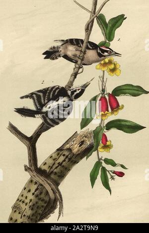 Downy Woodpecker, Specht Specht (Picoides pubescens, picus pubescens), unterzeichnet: J.J. Audubon, J.T. Bowen, Lithographie, PL. 263 (Vol. 4), Audubon, John James (gezeichnet); Bowen, J.T. (Lith.), 1856, John James Audubon: Die Vögel von Amerika: von Zeichnungen in den Vereinigten Staaten und in ihrem Hoheitsgebiet hergestellt. New York: Audubon, 1856 Stockfoto