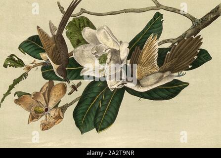 Schwarz-billed Kuckuck - Magnolia grandiflora, Black-billed Kuckuck (Coccyzus Erythrophthalmus), immergrüne Magnolia (Magnolia grandiflora), unterzeichnet: J.J. Audubon, J.T. Bowen, Lithographie, PL. 276 (Vol. 4), Audubon, John James (gezeichnet); Bowen, J.T. (Lith.), 1856, John James Audubon: Die Vögel von Amerika: von Zeichnungen in den Vereinigten Staaten und in ihrem Hoheitsgebiet hergestellt. New York: Audubon, 1856 Stockfoto