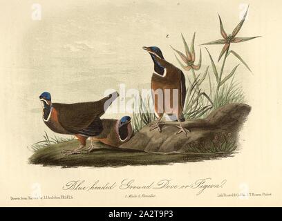 Blaue Leitung Boden Taube oder Taube, Kubataube (Starnoenas cyanocephala), unterzeichnet: J.J. Audubon, J.T. Bowen, Lithographie, PL. 284 (Vol. 5), Audubon, John James (gezeichnet); Bowen, J.T. (Lith.), 1856, John James Audubon: Die Vögel von Amerika: von Zeichnungen in den Vereinigten Staaten und in ihrem Hoheitsgebiet hergestellt. New York: Audubon, 1856 Stockfoto