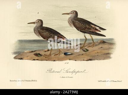 Pektorale Sandpiper, Grau-breasted Sandpiper (Calidris melanotos, Tringa pectoralis), unterzeichnet: J.J. Audubon, J.T. Bowen, Lithographie, PL. 329 (Vol. 5), Audubon, John James (gezeichnet); Bowen, J.T. (Lith.), 1856, John James Audubon: Die Vögel von Amerika: von Zeichnungen in den Vereinigten Staaten und in ihrem Hoheitsgebiet hergestellt. New York: Audubon, 1856 Stockfoto