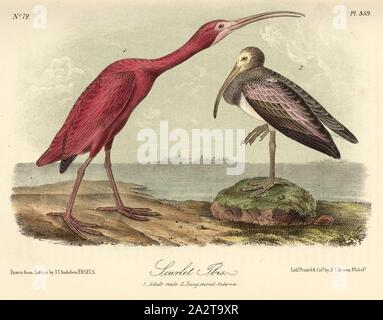 Scarlet Ibis, Scarlet Ibis (Eudocimus ruber, Ibis rubra), unterzeichnet: J.J. Audubon, J.T. Bowen, Lithographie, PL. 359 (Vol. 6), Audubon, John James (gezeichnet); Bowen, J.T. (Lith.), 1856, John James Audubon: Die Vögel von Amerika: von Zeichnungen in den Vereinigten Staaten und in ihrem Hoheitsgebiet hergestellt. New York: Audubon, 1856 Stockfoto