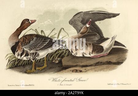 White-fronted goose, blasse Gans oder Blitsgans (Anser Albifrons), unterzeichnet: J.J. Audubon, J.T. Bowen, Lithographie, PL. 380 (Vol. 6), Audubon, John James (gezeichnet); Bowen, J.T. (Lith.), 1856, John James Audubon: Die Vögel von Amerika: von Zeichnungen in den Vereinigten Staaten und in ihrem Hoheitsgebiet hergestellt. New York: Audubon, 1856 Stockfoto