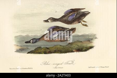 Blue-winged Teal, Blue-winged Enten (Anas discors), unterzeichnet: J.J. Audubon, J.T. Bowen, Lithographie, PL. 393 (Vol. 6), Audubon, John James (gezeichnet); Bowen, J.T. (Lith.), 1856, John James Audubon: Die Vögel von Amerika: von Zeichnungen in den Vereinigten Staaten und in ihrem Hoheitsgebiet hergestellt. New York: Audubon, 1856 Stockfoto