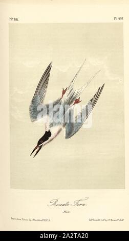 Rosenseeschwalbe, Roseate Tern (Sterna Dougallii), unterzeichnet: J.J. Audubon, J.T. Bowen, Lithographie, PL. 437 (Vol. 7), Audubon, John James (gezeichnet); Bowen, J.T. (Lith.), 1856, John James Audubon: Die Vögel von Amerika: von Zeichnungen in den Vereinigten Staaten und in ihrem Hoheitsgebiet hergestellt. New York: Audubon, 1856 Stockfoto