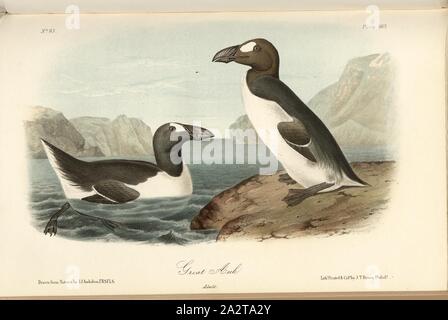 Riesenalk, riesige Kalk (Alca impennis), unterzeichnet: J.J. Audubon, J.T. Bowen, Lithographie, PL. 465 (Vol. 7), Audubon, John James (gezeichnet); Bowen, J.T. (Lith.), 1856, John James Audubon: Die Vögel von Amerika: von Zeichnungen in den Vereinigten Staaten und in ihrem Hoheitsgebiet hergestellt. New York: Audubon, 1856 Stockfoto