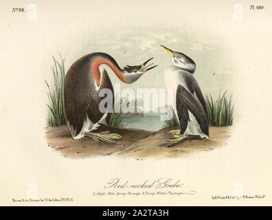 Red-necked Grebe, Red-necked Grebe Podiceps grisegena Podiceps (, rubricollis), unterzeichnet: J.J. Audubon, J.T. Bowen, Lithographie, PL. 480 (Vol. 7), Audubon, John James (gezeichnet); Bowen, J.T. (Lith.), 1856, John James Audubon: Die Vögel von Amerika: von Zeichnungen in den Vereinigten Staaten und in ihrem Hoheitsgebiet hergestellt. New York: Audubon, 1856 Stockfoto