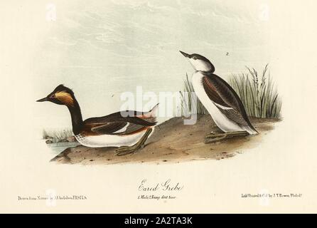 Eared Grebe, Schwarzhalstaucher (Podiceps nigricollis, Podiceps auritus), unterzeichnet: J.J. Audubon, J.T. Bowen, Lithographie, PL. 482 (Vol. 7), Audubon, John James (gezeichnet); Bowen, J.T. (Lith.), 1856, John James Audubon: Die Vögel von Amerika: von Zeichnungen in den Vereinigten Staaten und in ihrem Hoheitsgebiet hergestellt. New York: Audubon, 1856 Stockfoto