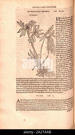 Helleborus niger, Abbildung: a Christmas rose aus dem 16. Jahrhundert, Abb. 34, S. 102 v, 1561, Valerius Cordus, Konrad Gessner, Benedictus Aretius, pedanius Dioscorides: In hoc volumine continentur Valerii Cordi Simesusii annotationes in Pedacii Dioscoridis Anazarbei de Medica materia libros V. [...]. Argentorati: excudebat Josias Rihelius 1561 Stockfoto