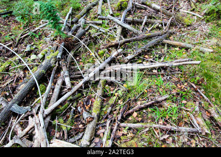Gebrochene Protokolle und Äste liegen auf der grünen Wiese in den Wald. Close-up. Wald Hintergrund. Herbst Landschaft. Stockfoto
