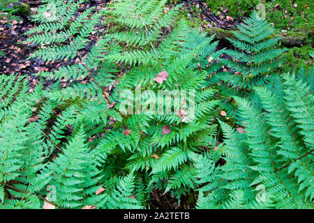 Grüne Blätter der Farn im Wald. Close-up. Wald landschaft. Stockfoto