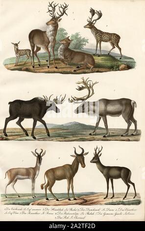 Säugetiere: Rehe, Hirsche, Gazellen, Antilopen, 1. Der Hirsch, 2. Die doe, 3. Das Damwild, 4. Die elfin, 5. Die Rentiere, 6. Die Kuh Antilopen, 7. Die gemeinsame Gazelle, 8. Die Hirsche, Platte VIII, Heinrich Rudolf Schinz: Abbildungen aus der Naturgeschichte. Zürich: Schulthess, Friedrich [1824 Stockfoto