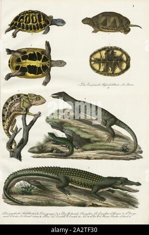 Amphibien und Reptilien: Schildkröten, Schildkröten, Chamäleons, Echsen, Krokodile, Warane, 1. Die Europäische Fluss Schildkröte, 2. Die griechische Schildkröte, 3. Die Afrikanische Chamäleon, 4. Die gemeinsame Eidechse, 5. Der Nil Crocodill, 6. Die Erde Waran, Taf. Ich, Heinrich Rudolf Schinz: Abbildungen aus der Naturgeschichte. Zürich: Schulthess, Friedrich [1824 Stockfoto