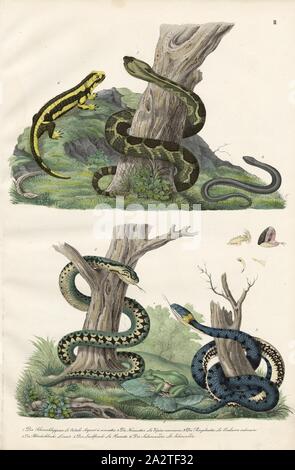 Amphibien und Reptilien: Vipern, Addierer, Raupenschlepper, Baum Frösche, Salamander, 1. Die Souterklappers, 2. Die Kreuzotter, 3. Die Ringelnatter, 4. Die langsame - Wurm, 5. Der Laubfrosch, 6. Der Salamander, Platte II., Heinrich Rudolf Schinz: Abbildungen aus der Naturgeschichte. Zürich: Schulthess, Friedrich [1824 Stockfoto