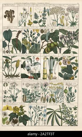 Inland Garnliefernde Arzneyplfanzen, Gewürze, Pflanzen, verschiedenen Heilpflanzen, Kräuter und Faserpflanzen, Taf. X, Heinrich Rudolf Schinz: Abbildungen aus der Naturgeschichte. Zürich: Schulthess, Friedrich [1824 Stockfoto