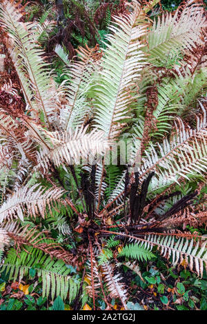 Matteuccia struthiopteris Ostrich Fern, Blätter im Herbst Pflanze Stockfoto