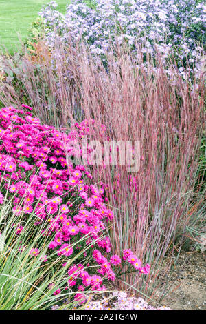 Little Bluestem Schizachyrium Scoparium 'Blue Heaven' Andropogon Ziergräser Aster Oktoberblumen Aster Stockfoto