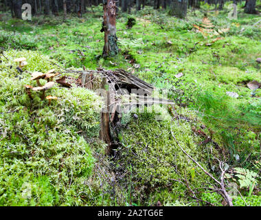 Auf moos, Pilze, Blätter und stumpf. Wald Hintergrund. Stockfoto