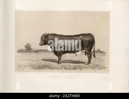 Angus Stier, britische Rinder züchten, Bull, unterzeichnet: Phot., Nadar, Barye, A. Riffaut heliog., et sculp, PL. XVI, S. 43, Tournachon, Adrien Alban (Phot.); Barye; Riffaut, A. (Heliog. et sc.), Emile Baudement: Les Rassen Rinder au Concours universel agricole de Paris en 1856: Études zootechniques. Bd. 1, Bl. 2. Paris: Imprimerie Imperiale, MDCCCLXI [1861 Stockfoto