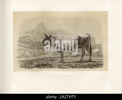 Vache der Wienerwald, Österreichische Rinderrasse, Kuh, unterzeichnet: Pho., Nadar, Emile Van Marcke; Rosotte sculp, PL. LIV, S.125, Tournachon, Adrien Alban (Phot.); Marcke, Emile van; Rosotte, Edouard (sc.), Emile Baudement: Les Rassen Rinder au Concours universel agricole de Paris en 1856: Études zootechniques. Bd. 1, Bl. 2. Paris: Imprimerie Imperiale, MDCCCLXI [1861 Stockfoto