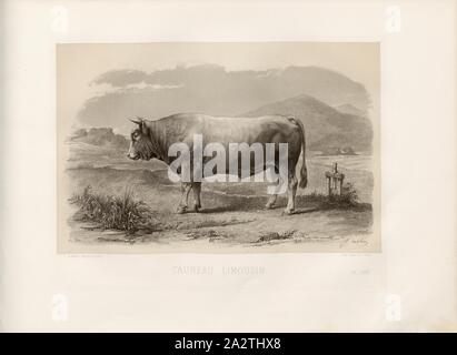 Limousin Stier, französische Rinderrasse, Bull, unterzeichnet: Phot., Nadar, J.; A. Mélin heliog Riffaut., et sculp, PL. LXXV, S. 169, Tournachon, Adrien Alban (Phot.); Mélin, J.; Riffaut, A. (heliog. et sc.), Emile Baudement: Les Rassen Rinder au Concours universel agricole de Paris en 1856: Études zootechniques. Bd. 1, Bl. 2. Paris: Imprimerie Imperiale, MDCCCLXI [1861 Stockfoto