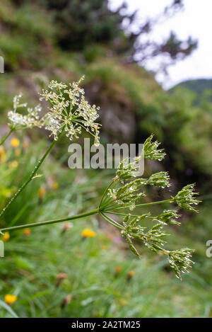 Wassertropfen hängen auf einer Alpinen Blume Stockfoto