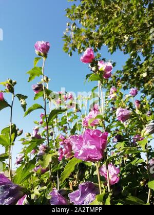 Rot Rosa Hibiskus Blumen Sie sind im Tee auch verwendet. Stockfoto