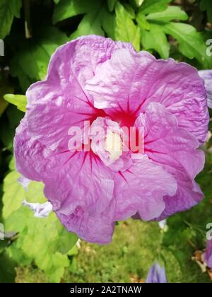 Rot Rosa Hibiskus Blumen Sie sind im Tee auch verwendet. Stockfoto