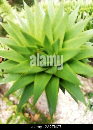 Monkey Puzzle Tree oder araucaia araucana Stockfoto