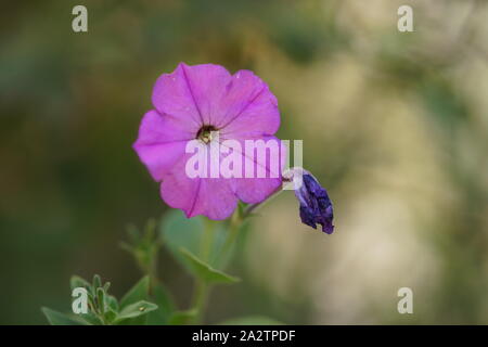 Lila Blüten Petunie wächst im Garten. Leben und Tod Stockfoto