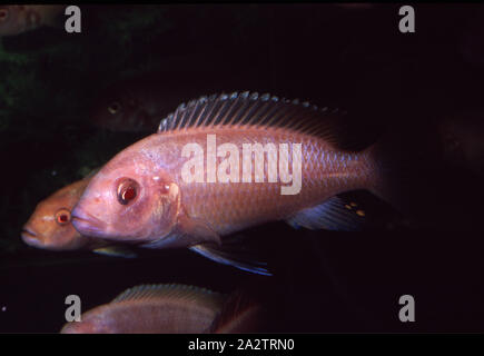 Albino Zebra mbuna, Maylandia Zebra Stockfoto