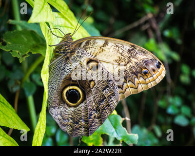 Eule Schmetterling auf einem Blatt isoliert Stockfoto