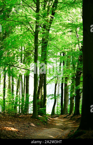 Wald Straße unter den Bäumen in Karlsbad, Tschechien Stockfoto
