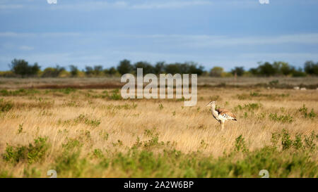 Kori bustard einen großen fliegenden Vogel, in der namibischen Savanne fotografiert. Stockfoto