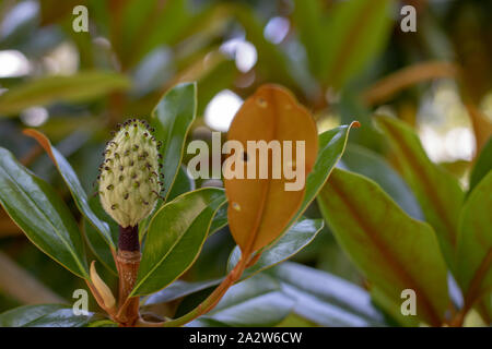 Die Blätter der großen magnolia Anlage und Ungeöffnete Blüte. Stockfoto