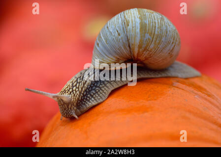 Eine große Schnecke mit einem Schneckenhaus kriecht langsam im Herbst über ein orange Kürbis vor andere kürbisse im Hintergrund Stockfoto