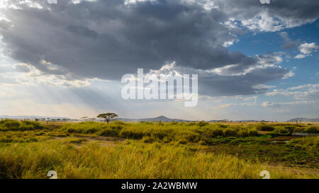 Sonnenuntergang mit Sonnenstrahlen in der Serengeti Nationalpark in Afrika. Atemberaubende Aussicht auf savanah, grünes Gras und blauer Himmel Stockfoto