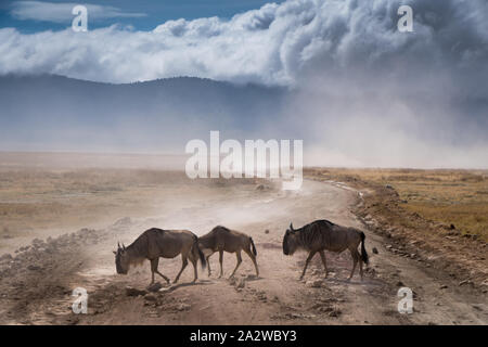 Erschöpft Familie der Afrikanischen Blue Wildebeest auf der Straße vorbei in Ngorongoro Nationalpark. Tansania. Staubiger blauer Himmel und Berg im backgroun Stockfoto