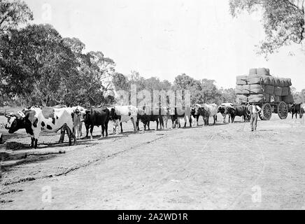 Negative - Wentworth District, New South Wales, etwa um 1900, einen farren Team zieht eine Wagenladung aus Wolle Ballen Stockfoto