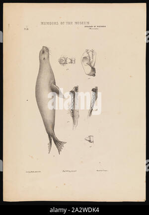 Lithographischen Drucken - Lithographische Tinte und Bleistift auf Papier, eine Farbe Beweis veröffentlicht, Platte 31 im Prodromus der Zoologie von Victoria von Frederick McCoy Stockfoto