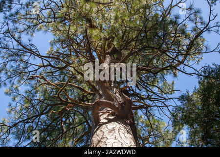 Twisted Zweig Wachstum auf einer Kiefer in Yosemite, Kalifornien Stockfoto