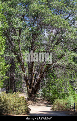 Große Eiche in der Mitte von einem Wanderweg im Yosemite, Kalifornien Stockfoto