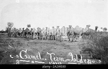 Negative - Kamel Zug, Ooldea, South Australia, 1919, Camel Team mit 14 Kamele in Ooldea, South Australia. Bis 1919 datiert. Die Inschrift auf der Unterseite liest "Kamel. Team. Ooldea./1919'. Die Kamele und deren Kameltreiber half Lieferungen im Inland für die Bergbau- und Schafe Branchen führen, unterstützt den Bau der Overland Telegraph Line, der Canning Stock Route, großen Zaun Linien und die Trans-Australia und Zentrale australische Eisenbahnen. Sie Stockfoto