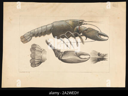 Lithographische Beweis - Cherax destructor Yabby,, Ludwig Becker, Hand lithographischen Nachweis einer Cherax destructor Yabby, farbig, von Ludwig Becker für die Platte 29 im Prodromus der Zoologie von Victoria von Frederick McCoy Stockfoto